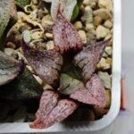 Haworthia Seedling Magnifica Splendens Red Form S124 - 1