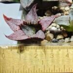 Haworthia Seedling Magnifica Splendens Red Form S124 - 2