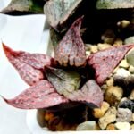 Haworthia Seedling Magnifica Splendens Red Form S124 - 3