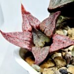 Haworthia Seedling Magnifica Splendens Red Form S124 - 4
