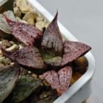 Haworthia Seedling Magnifica Splendens Red Form S124 - 5