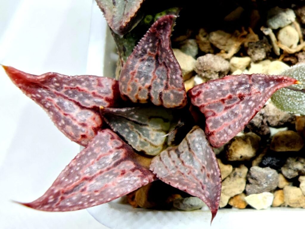 Home 6 Haworthia Seedling Magnifica Splendens Red Form S124 - 6