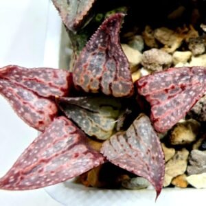 Haworthia Seedling Magnifica Splendens Red Form S124 - 6