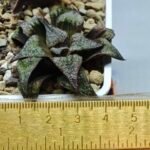 Haworthia Seedling Magnifica Splendens Snymanskraal S126 - 8