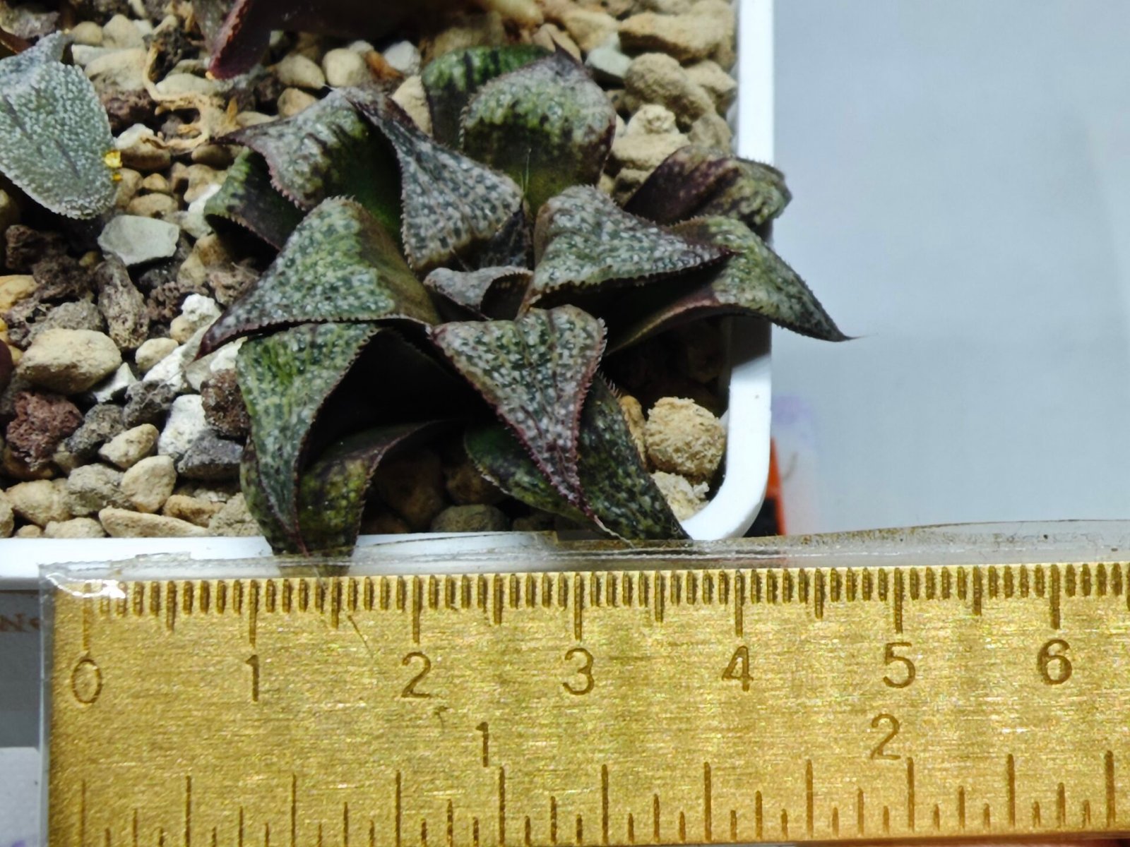 Haworthia Seedling Magnifica Splendens Snymanskraal S126 - 8