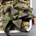 Haworthia Seedling Magnifica Splendens Snymanskraal S126 - 9
