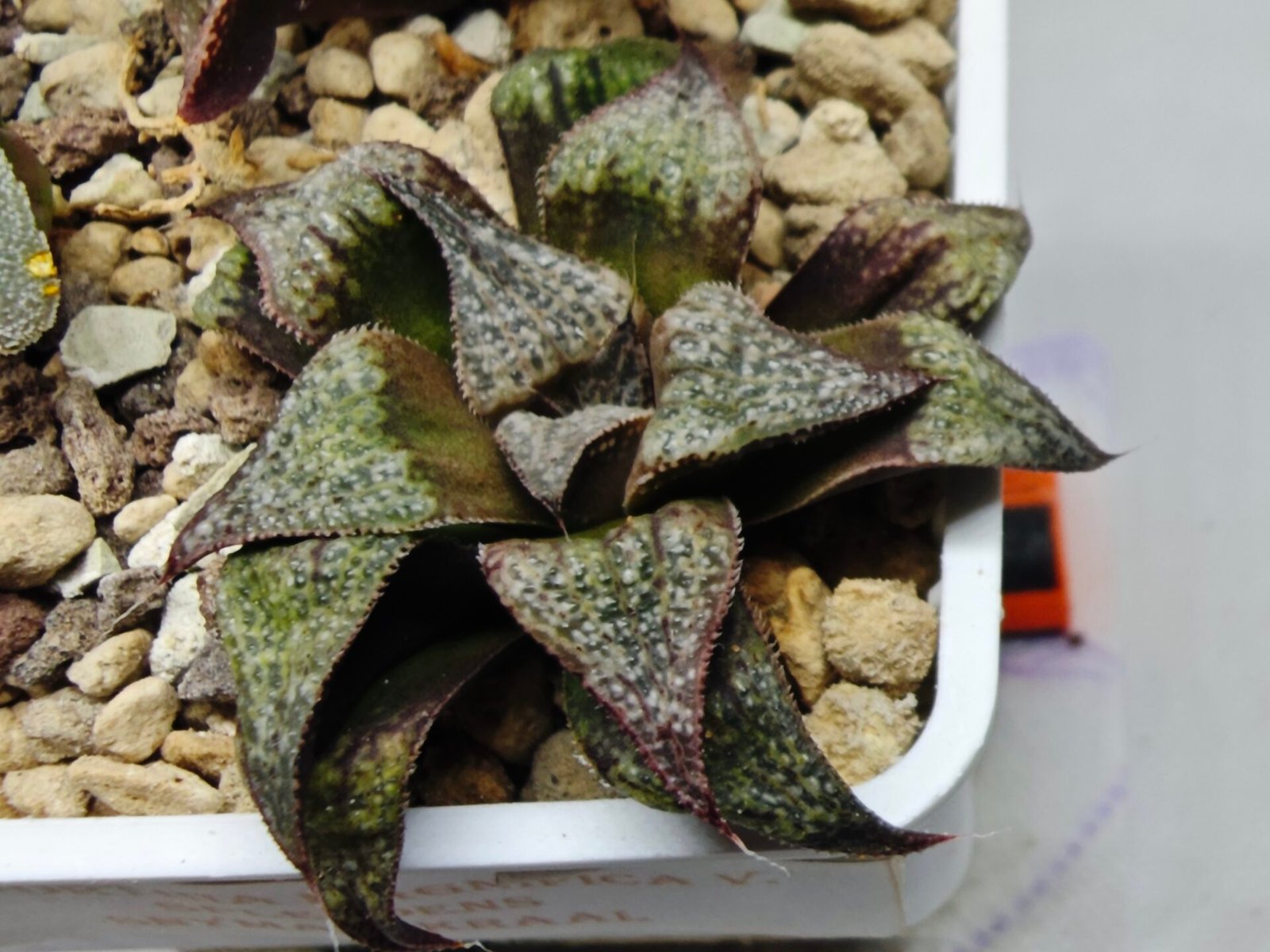 Haworthia Seedling Magnifica Splendens Snymanskraal S126 - 9