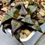 Haworthia Seedling Magnifica Splendens Snymanskraal S126 - 1