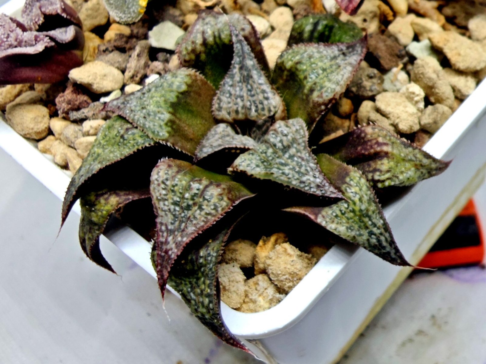 Haworthia Seedling Magnifica Splendens Snymanskraal S126 - 1