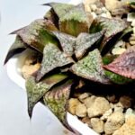 Haworthia Seedling Magnifica Splendens Snymanskraal S126 - 2