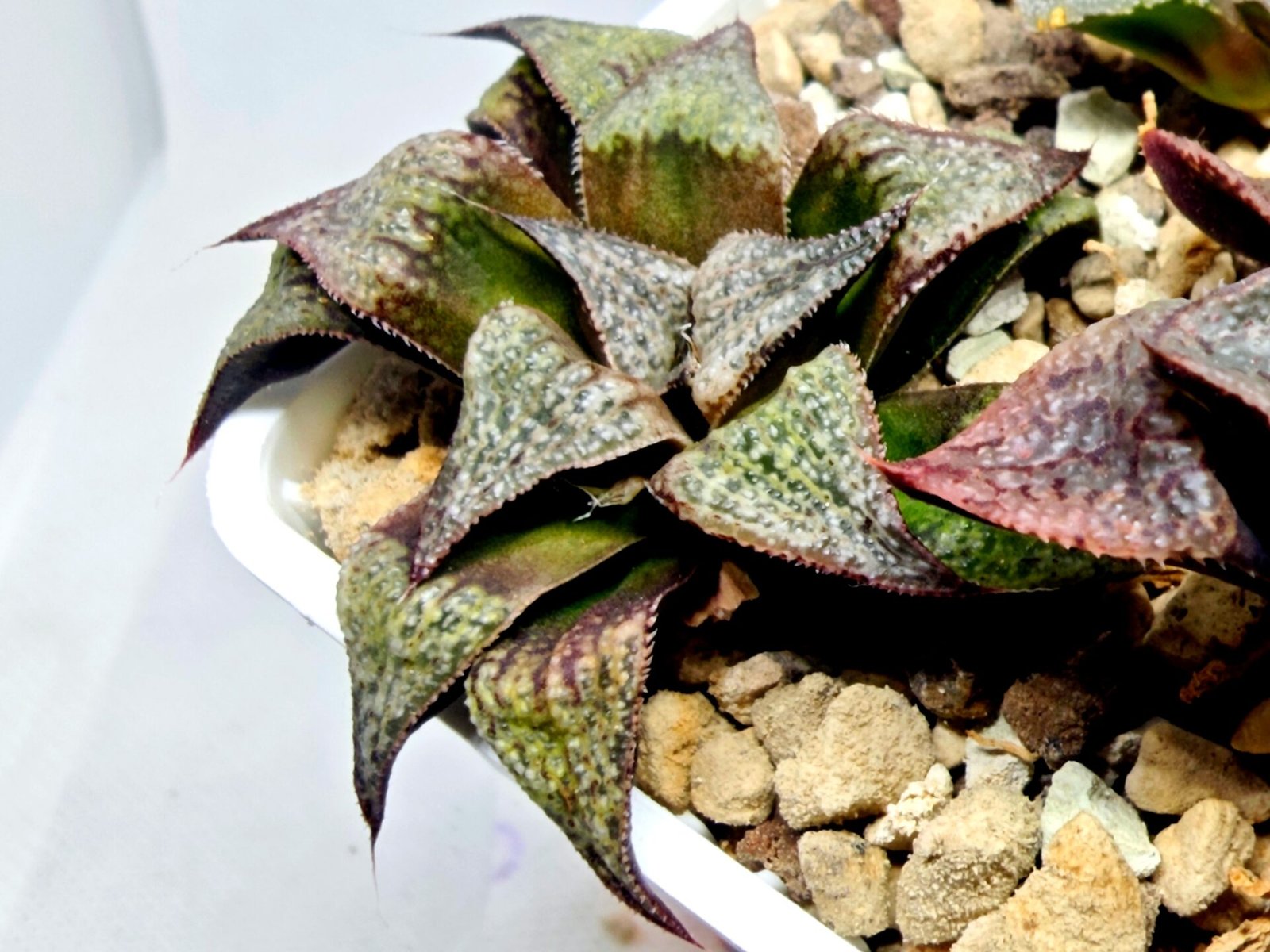 Haworthia Seedling Magnifica Splendens Snymanskraal S126 - 2