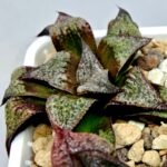Haworthia Seedling Magnifica Splendens Snymanskraal S126 - 3
