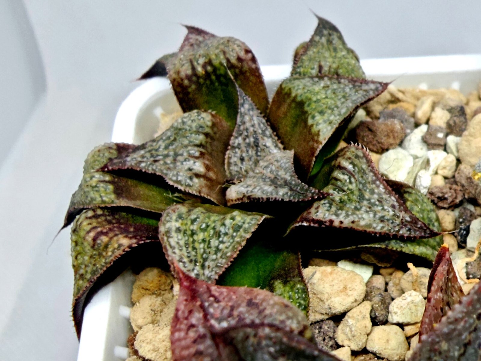 Haworthia Seedling Magnifica Splendens Snymanskraal S126 - 3