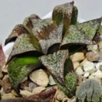 Haworthia Seedling Magnifica Splendens Snymanskraal S126 - 4