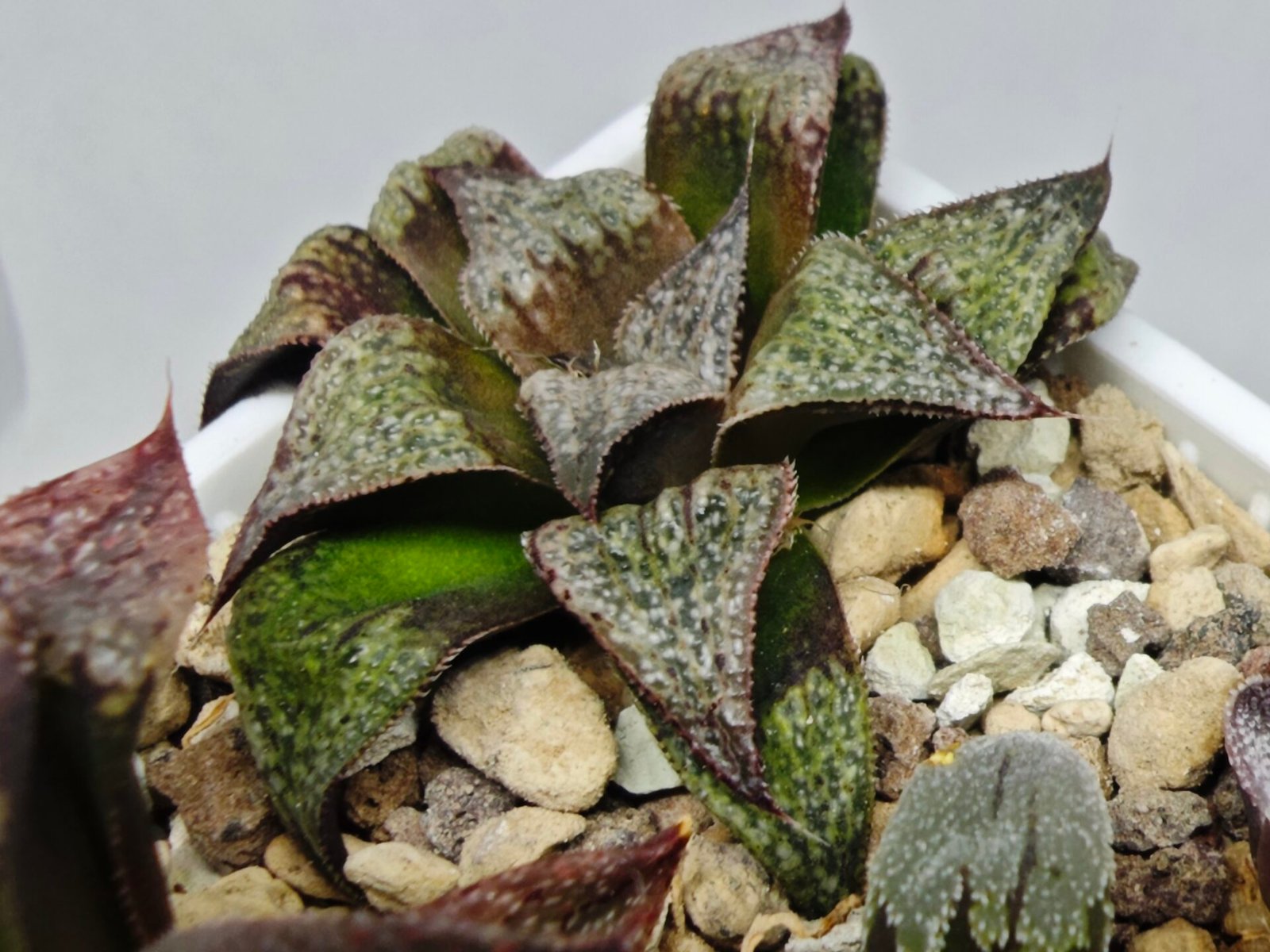 Haworthia Seedling Magnifica Splendens Snymanskraal S126 - 4