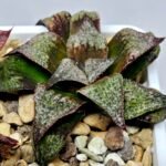 Haworthia Seedling Magnifica Splendens Snymanskraal S126 - 5