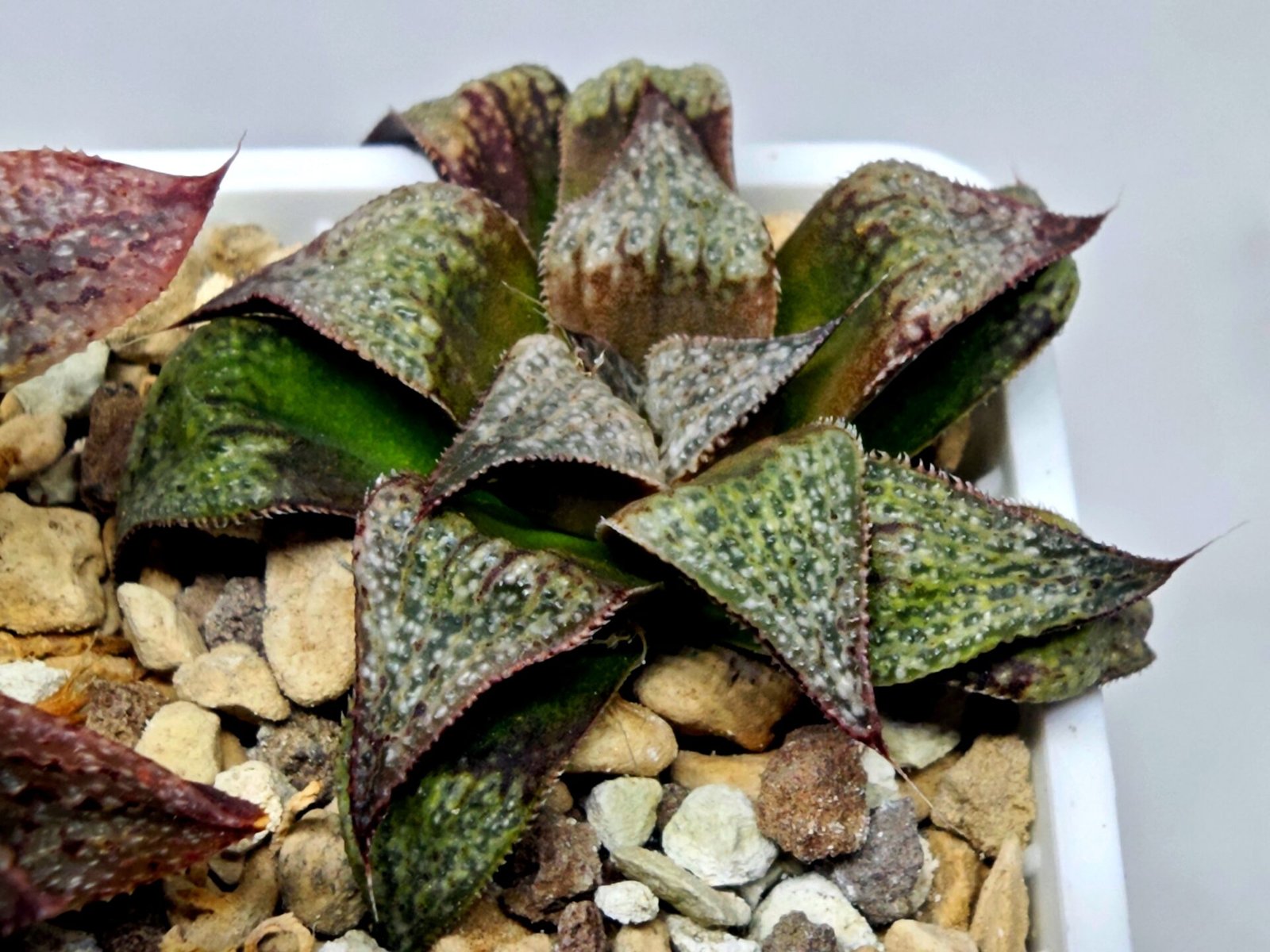 Haworthia Seedling Magnifica Splendens Snymanskraal S126 - 5