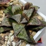 Haworthia Seedling Magnifica Splendens Snymanskraal S126 - 6