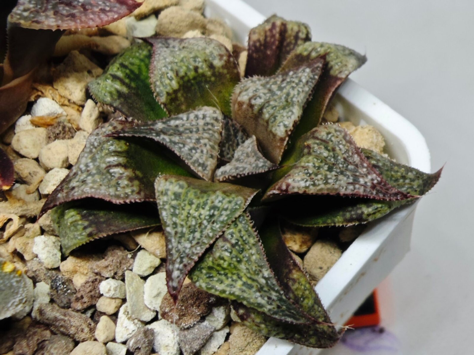 Haworthia Seedling Magnifica Splendens Snymanskraal S126 - 6