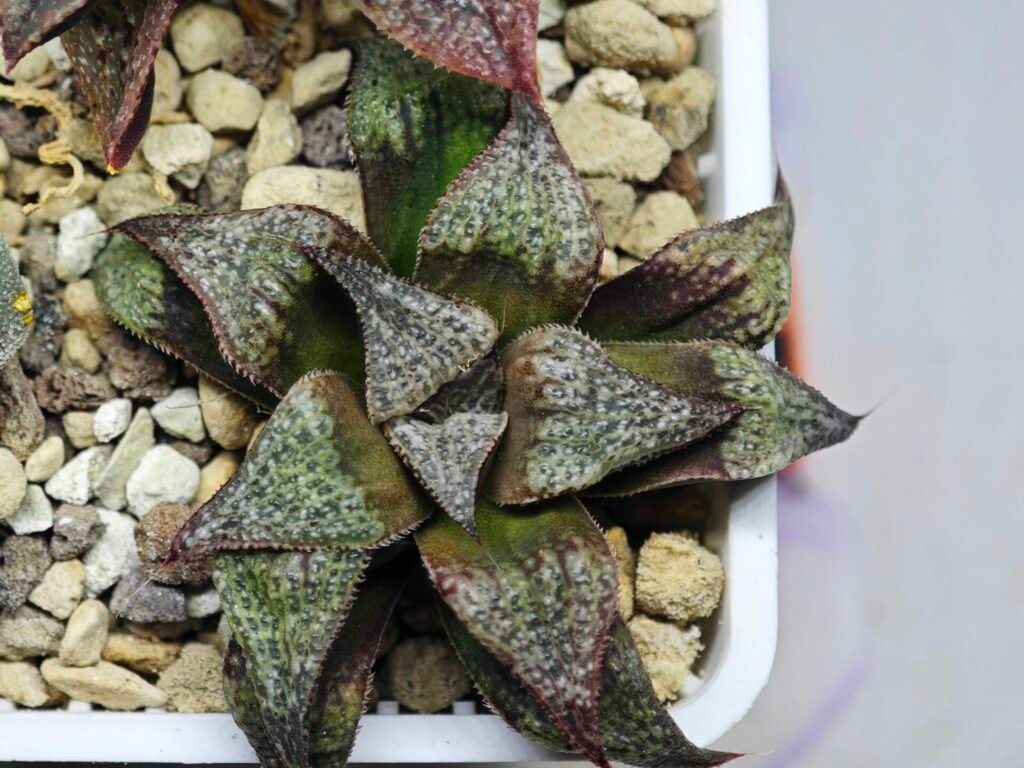 Haworthia Seedling Magnifica Splendens Snymanskraal S126 - 7