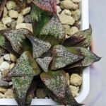 Haworthia Seedling Magnifica Splendens Snymanskraal S126 - 7