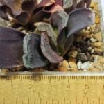 Haworthia Seedling S127 Truncata - 1
