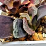 Haworthia Seedling S127 Truncata - 2