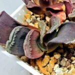 Haworthia Seedling S127 Truncata - 3