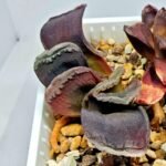 Haworthia Seedling S127 Truncata - 4