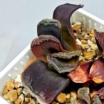 Haworthia Seedling S127 Truncata - 5