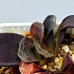 Haworthia Seedling S127 Truncata - 6