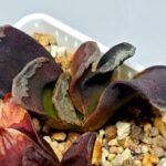 Haworthia Seedling S127 Truncata - 7