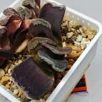 Haworthia Seedling S127 Truncata - 9