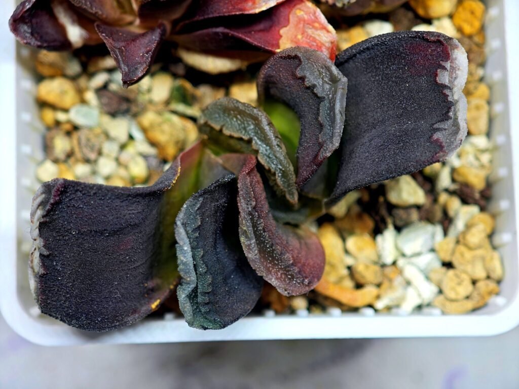 Haworthia Seedling S127 Truncata - 10