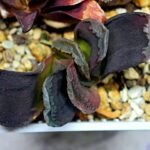 Haworthia Seedling S127 Truncata - 10