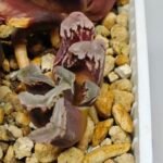 Haworthia Seedling S128 - 1