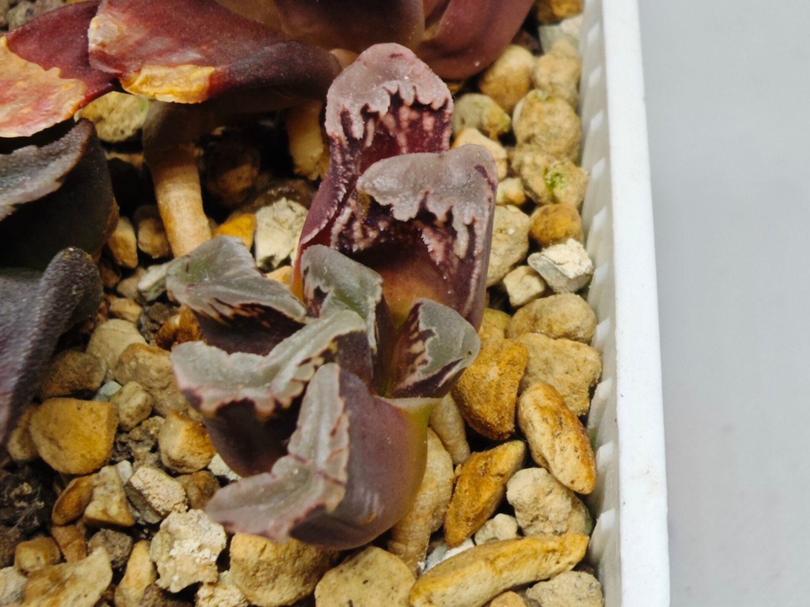 Haworthia Seedling S128 - 1