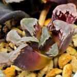 Haworthia Seedling S128 - 2