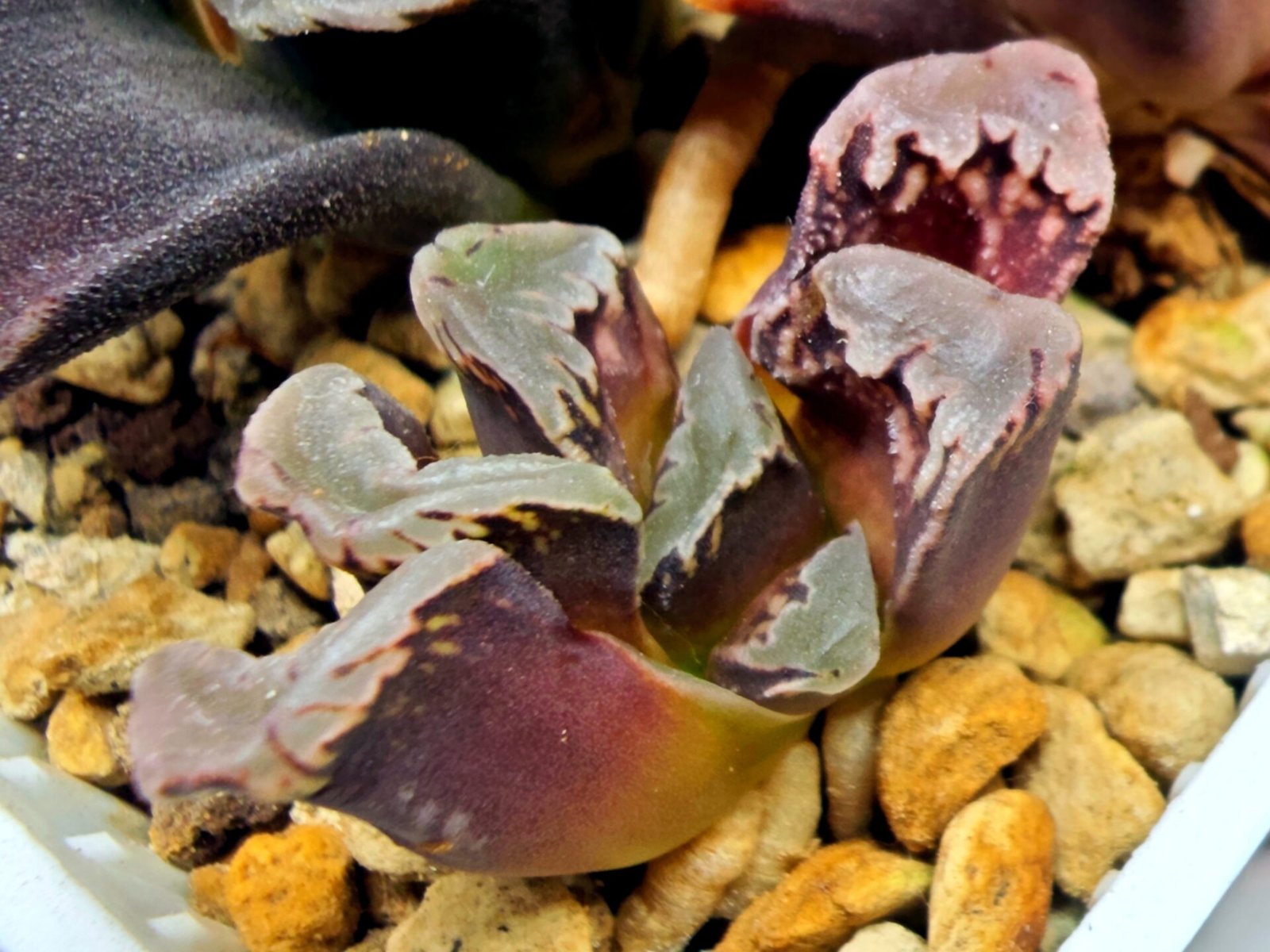 Haworthia Seedling S128 - 2