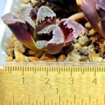 Haworthia Seedling S128 - 3
