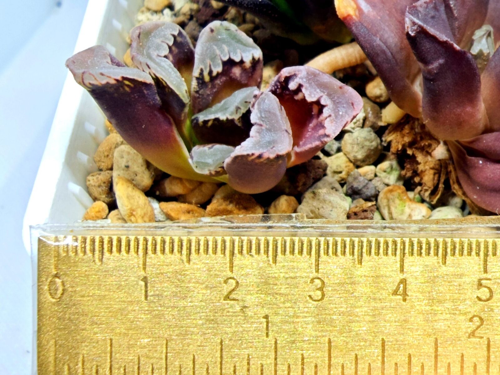 Haworthia Seedling S128 - 3