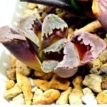 Haworthia Seedling S128 - 4