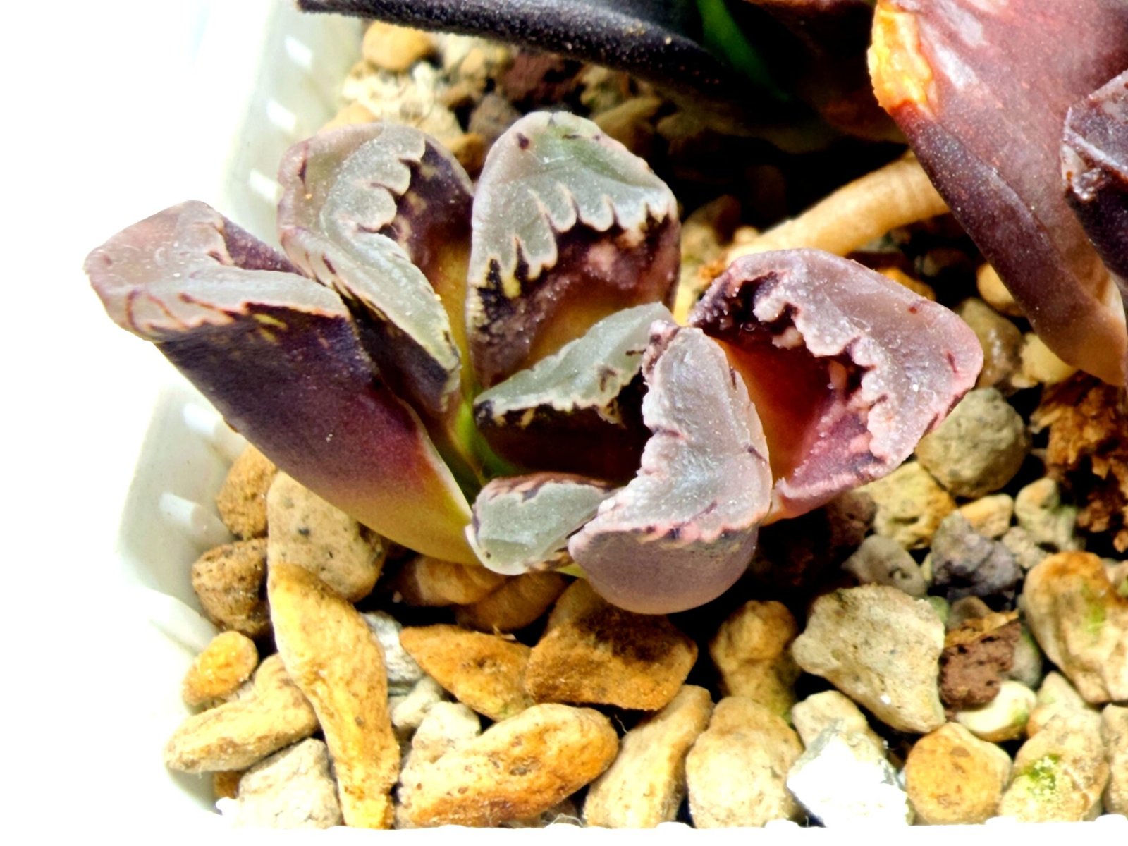 Haworthia Seedling S128 - 4