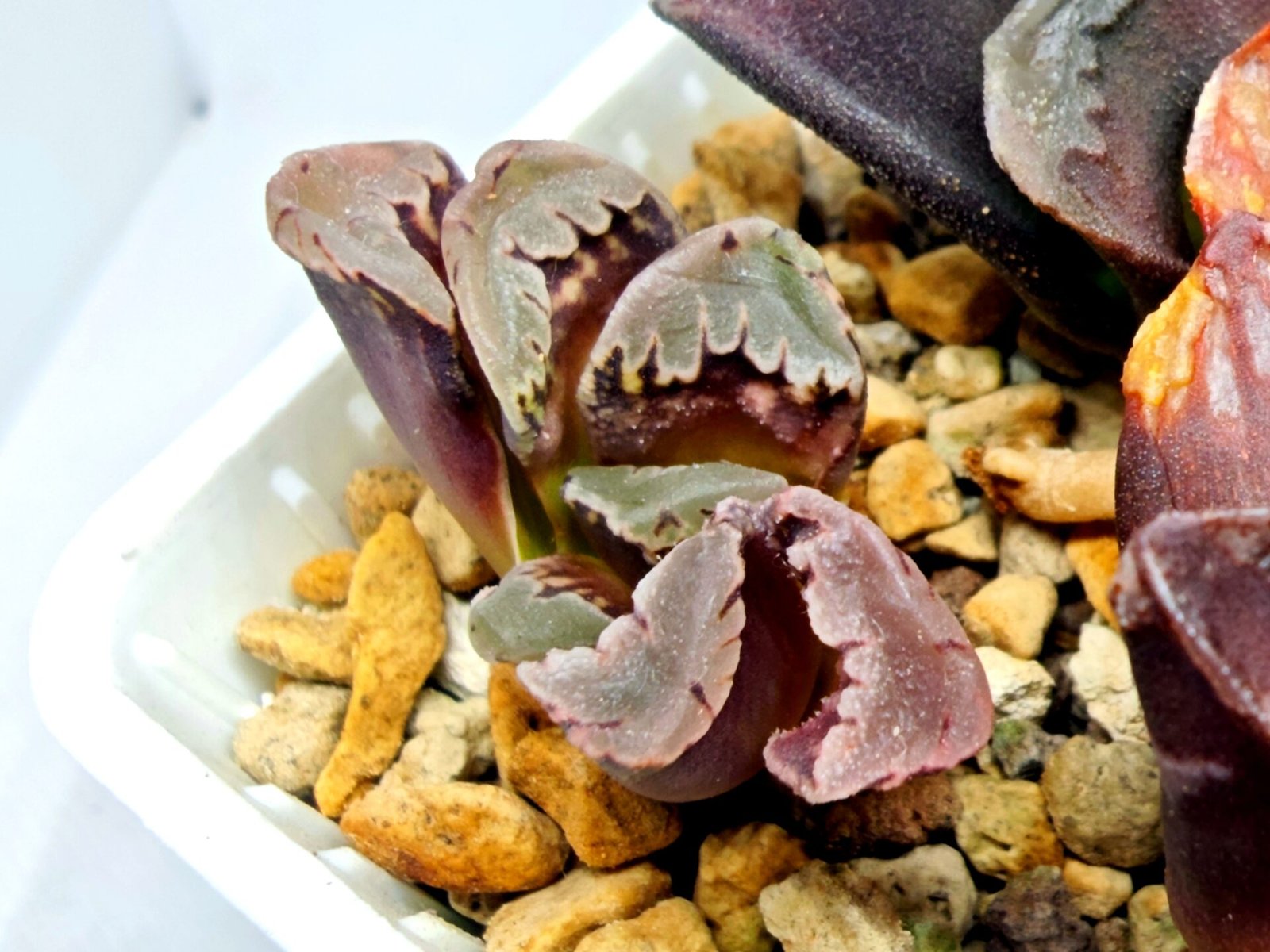 Haworthia Seedling S128 - 5