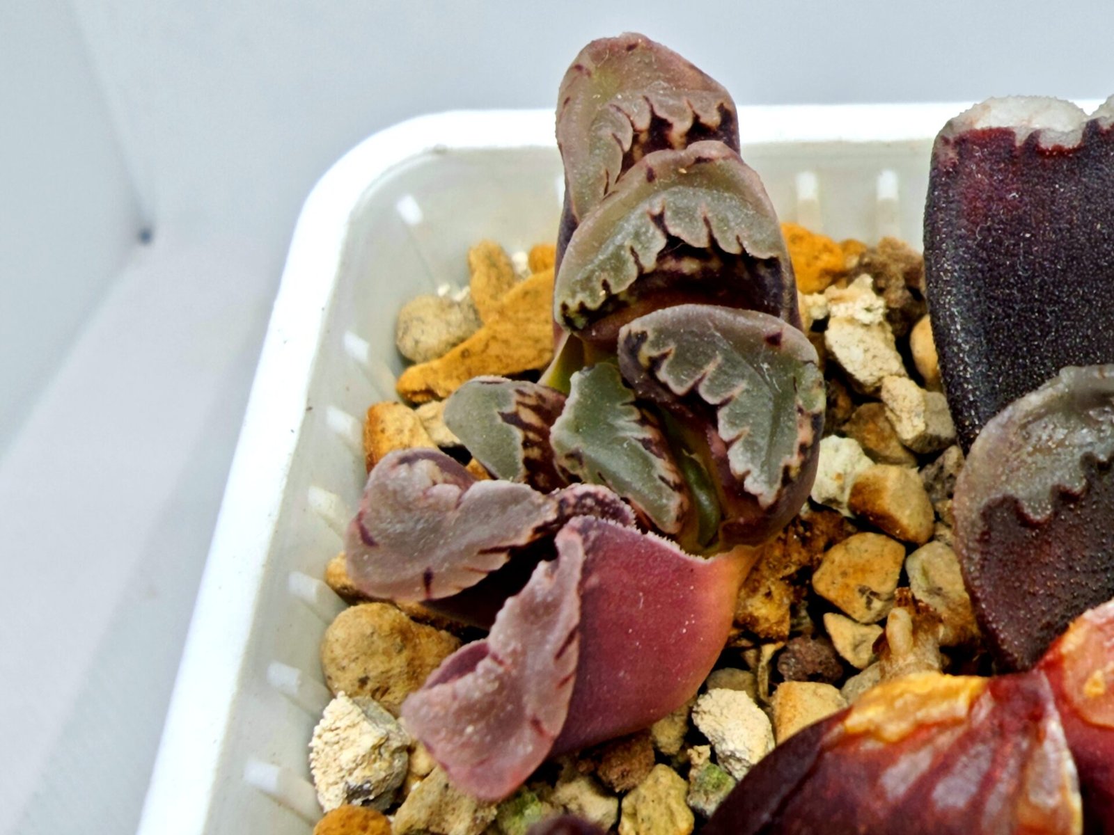 Haworthia Seedling S128 - 6
