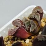 Haworthia Seedling S128 - 7
