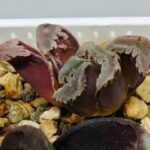 Haworthia Seedling S128 - 8