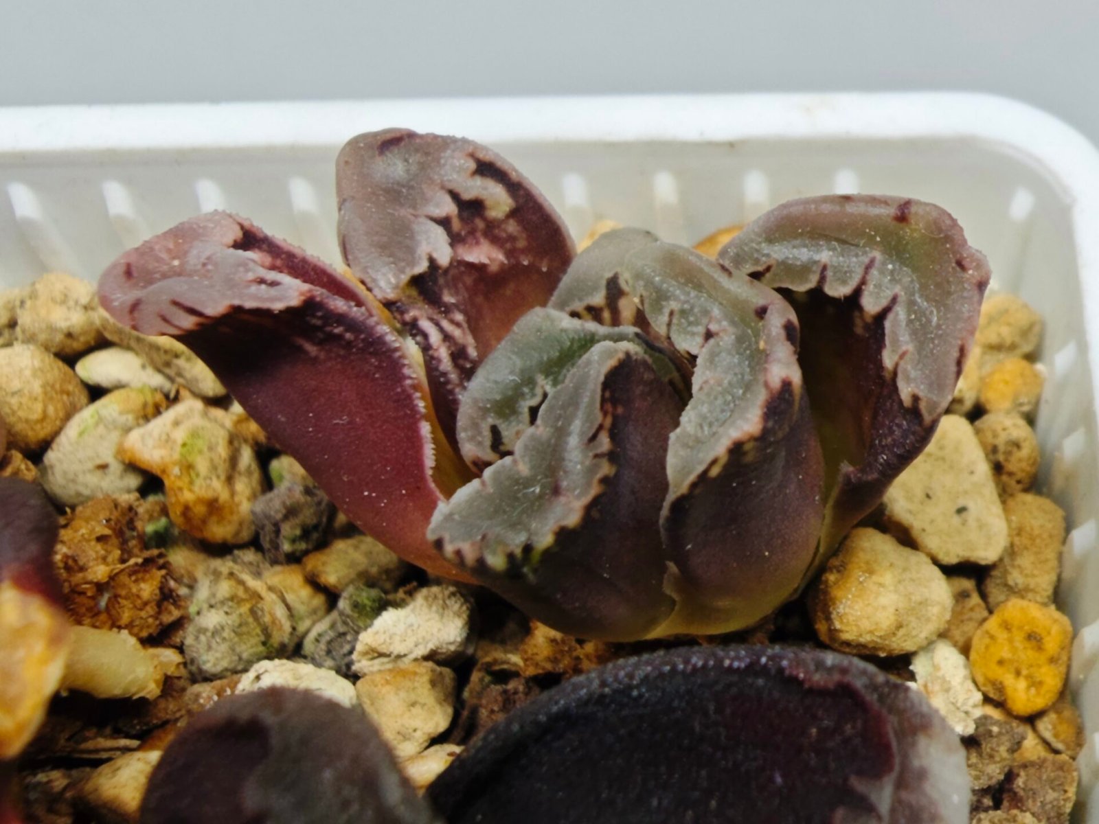 Haworthia Seedling S128 - 8