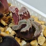 Haworthia Seedling S128 - 9