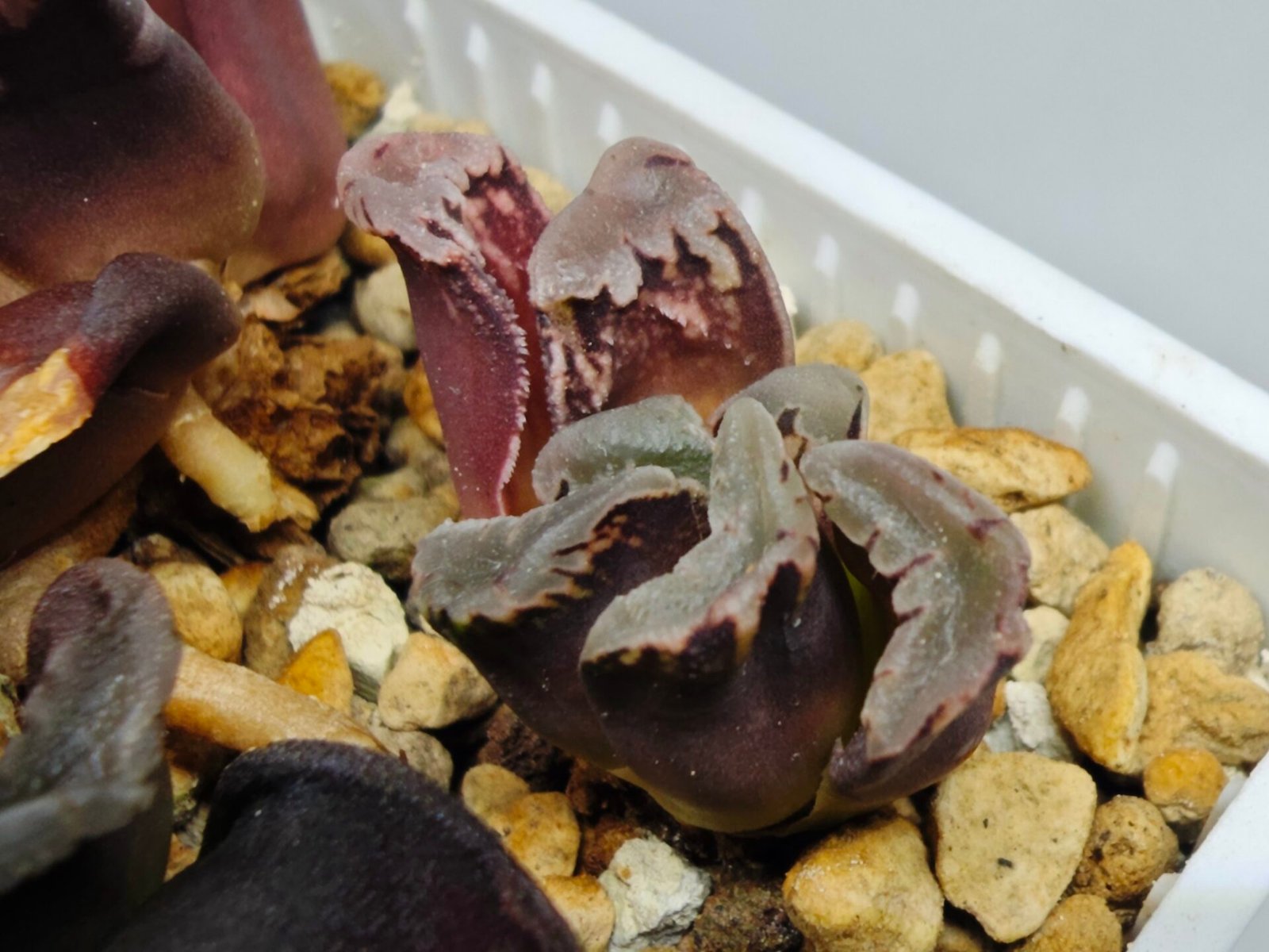 Haworthia Seedling S128 - 9